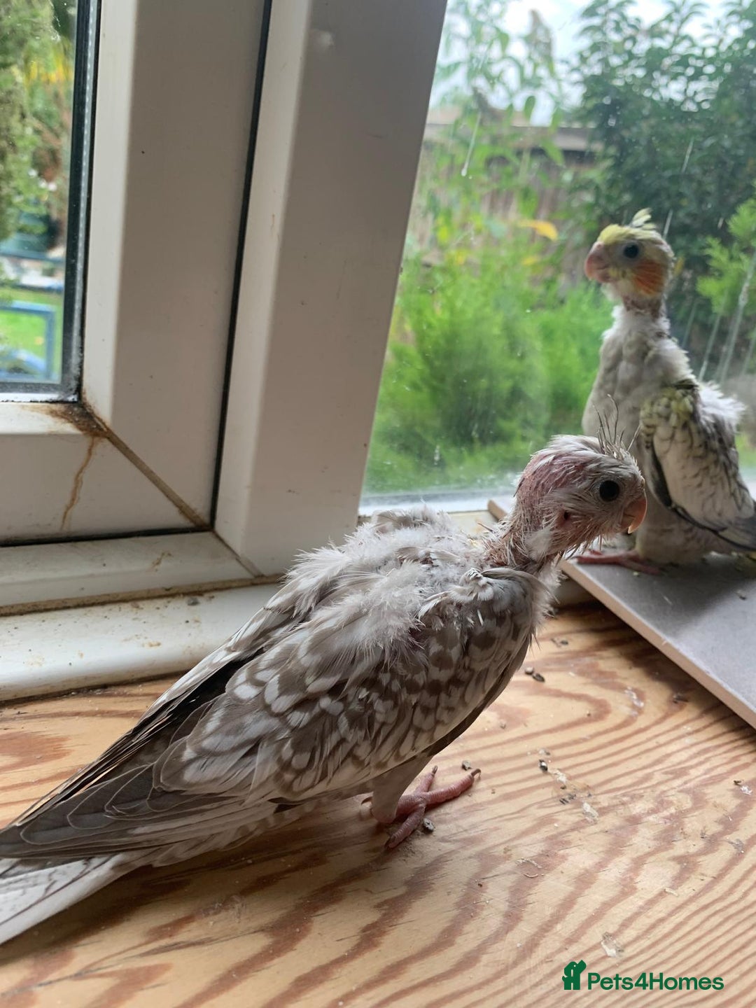 Cockatiels birds for sale: Gorgeous Baby Cockatiels  - Image 9