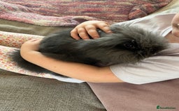 Lionhead rabbits for sale: Last double mained lionhead ready to go now!!  - Image 3