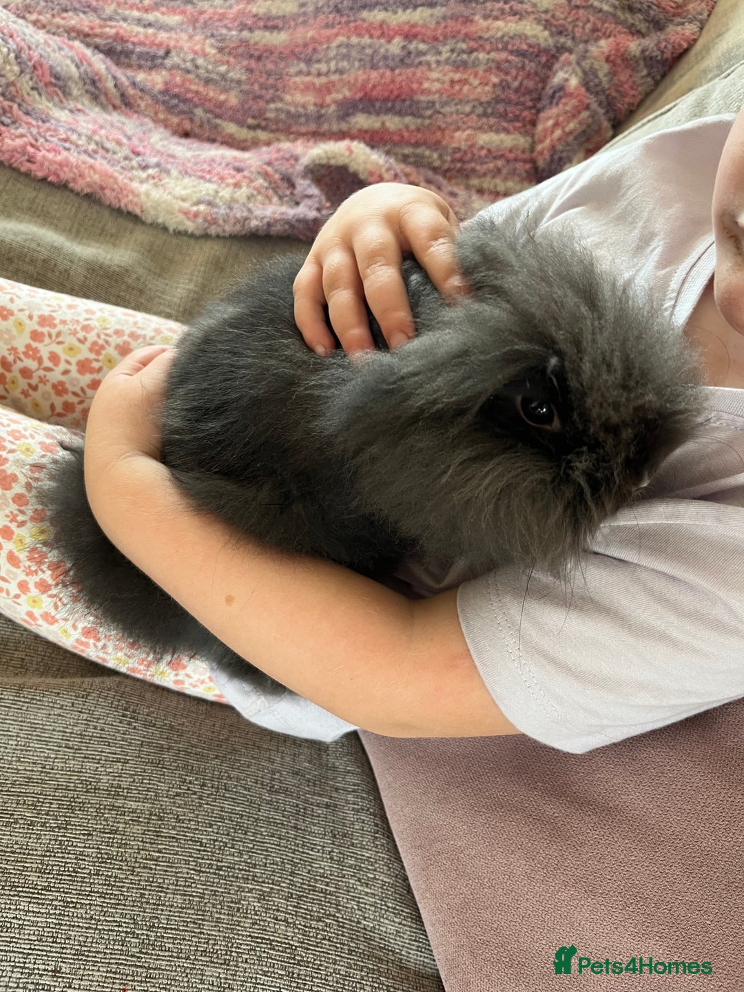 Lionhead rabbits for sale: Last double mained lionhead ready to go now!!  - Image 3