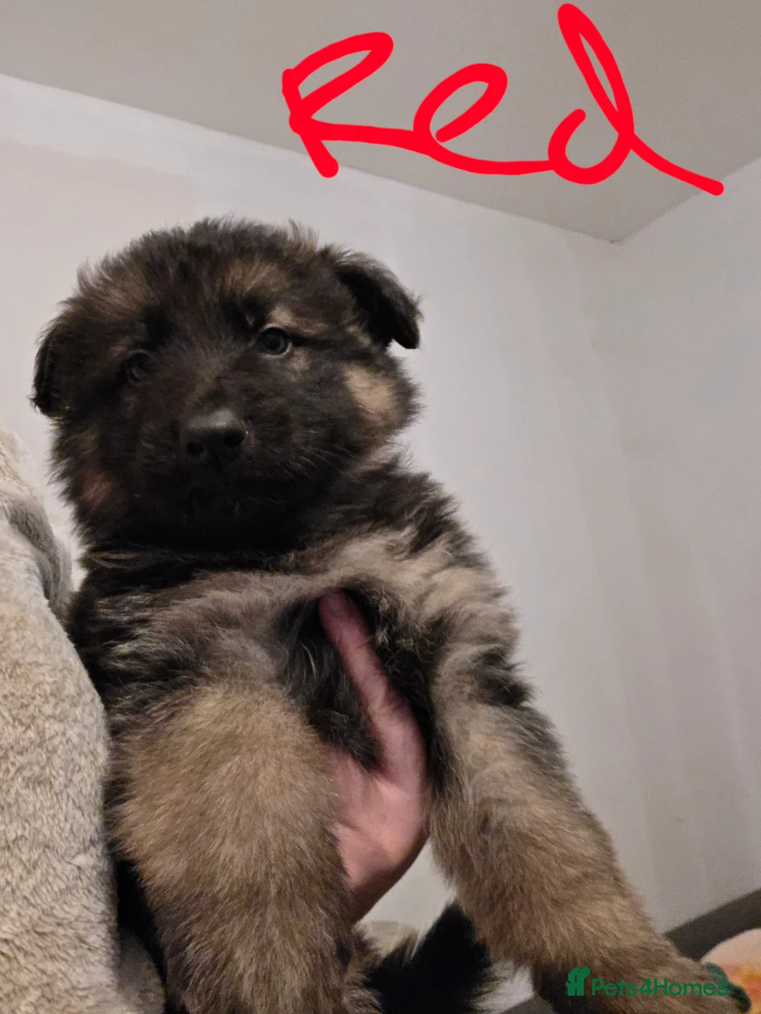 German Shepherd dogs for sale: German shepherd puppies - Advert 11