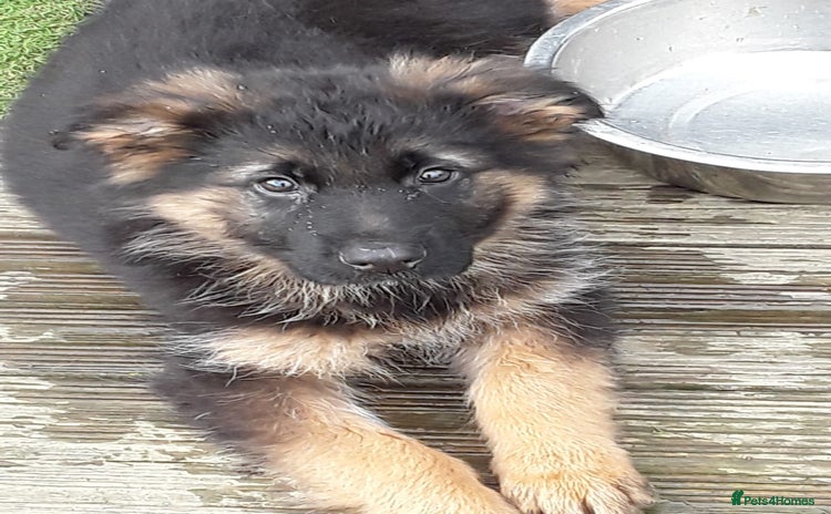 German Shepherd dogs - Advert 2