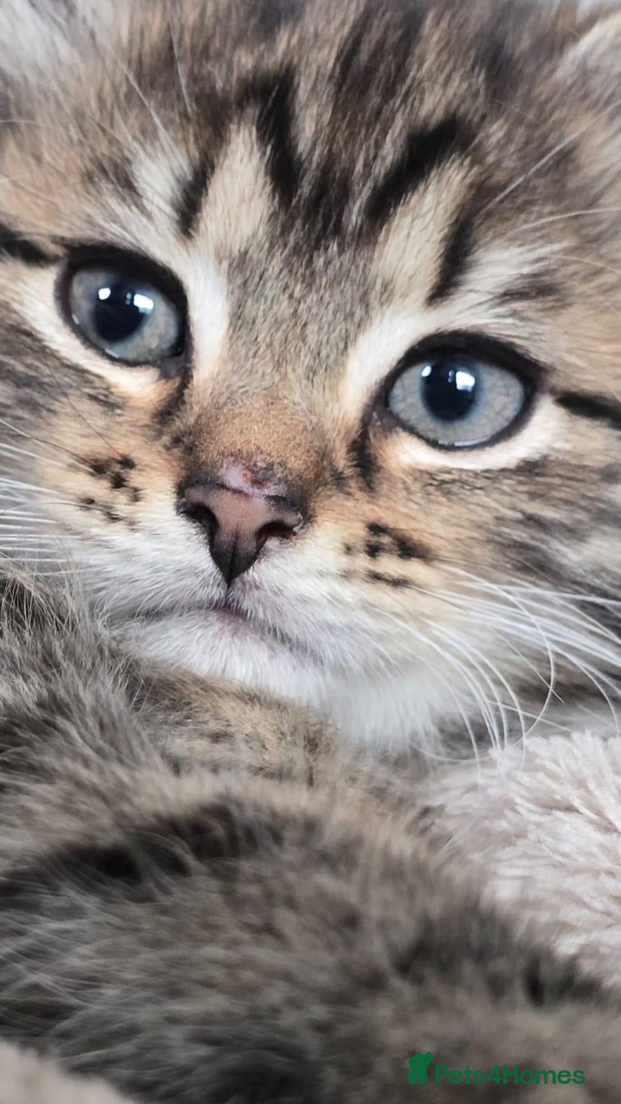 Mixed Breed cats for sale: Perfect Kitten - Norwegian Forest & Tabby Cross  - Advert 1