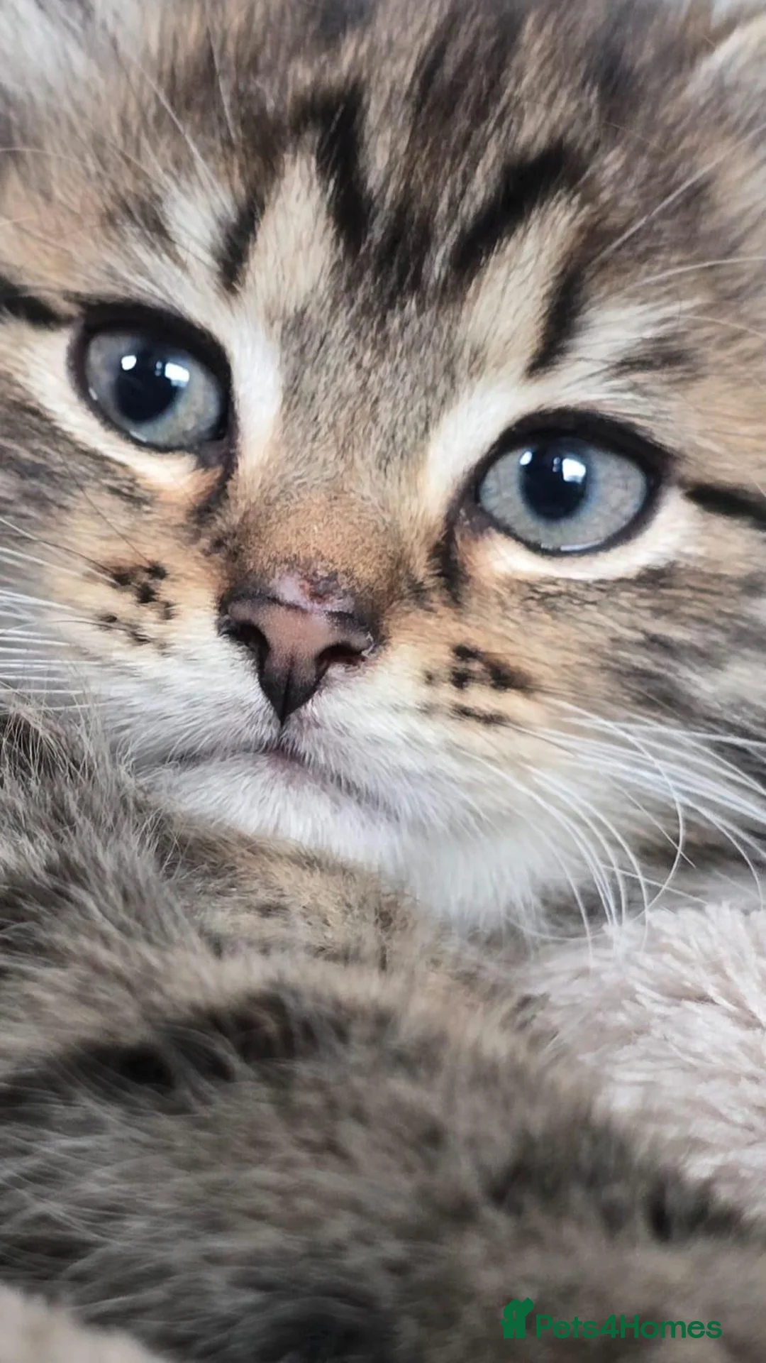 Mixed Breed cats for sale: Perfect Kitten - Norwegian Forest & Tabby Cross  in Walton-on-Thames - Advert 1