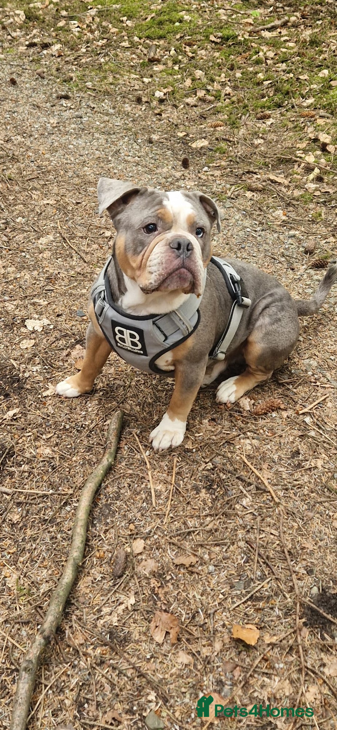 Olde English Bulldogge dogs for sale: old english bulldogg - Advert 8