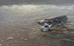 English Bulldog dogs for sale: 4 year old British bulldog  - Advert 2