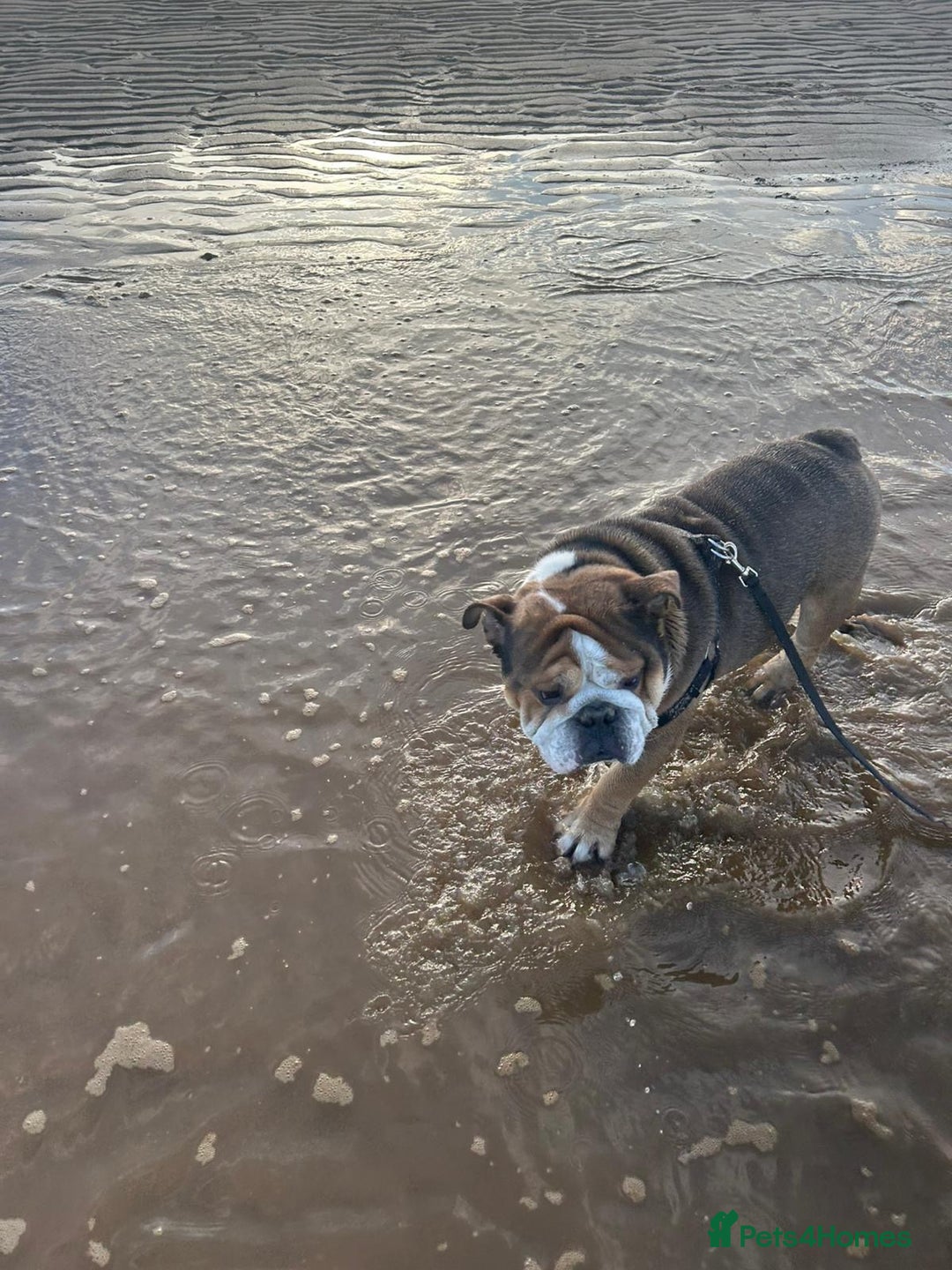 English Bulldog dogs for sale: 4 year old British bulldog  - Advert 2