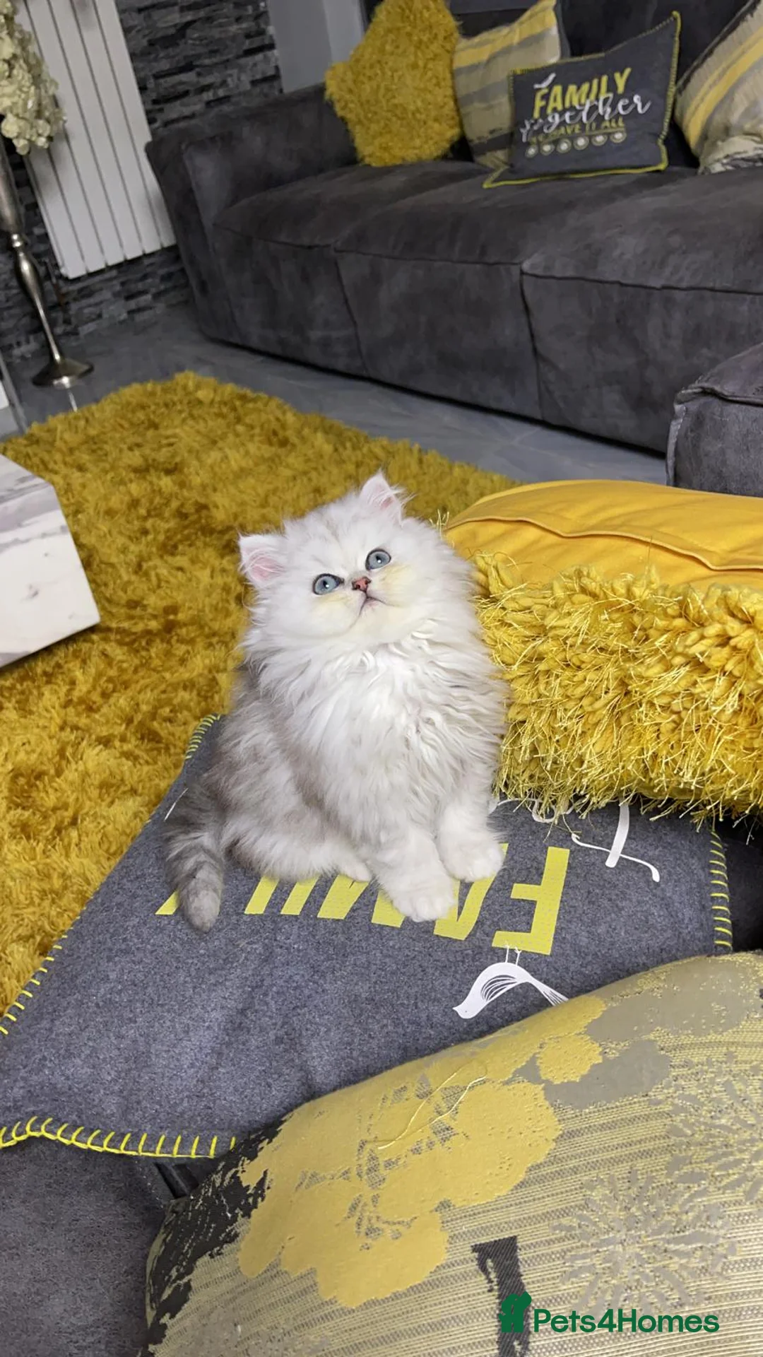 Persian cats for stud: Handsome grey tipped cat FOR STUD ONLY in Birmingham - Advert 5