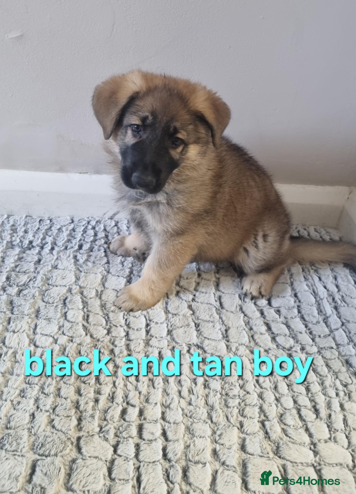 German Shepherd dogs READY TO GO!! 2 male german shepherds - Advert 1