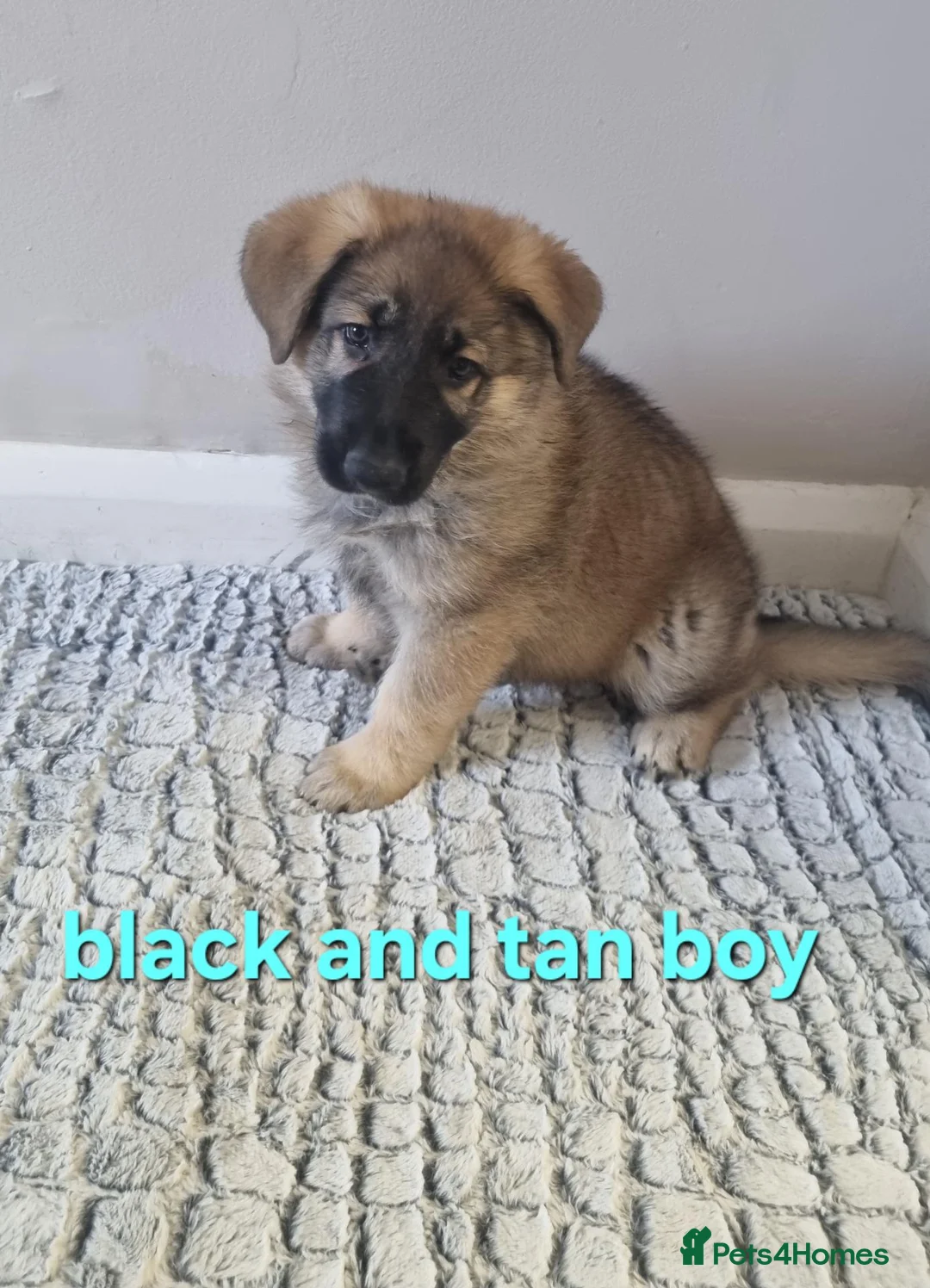 German Shepherd dogs for sale: READY TO GO!! 2 male german shepherds - Advert 1