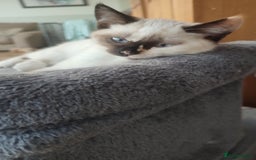 British Shorthair cats for sale: Adorable kittens  in Great Missenden - Image 17