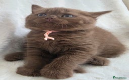 British Shorthair cats for sale: GCCF British Shorthair Kittens Champion Bloodline  - Image 10