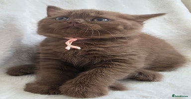 British Shorthair cats - Advert 1