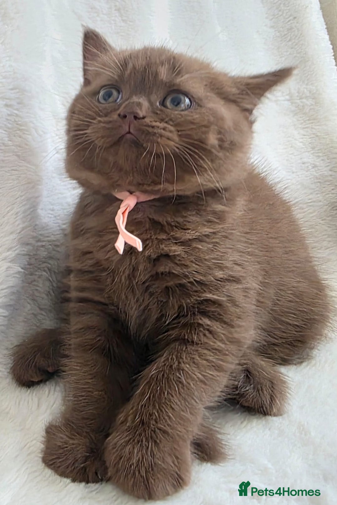 British Shorthair cats for sale: GCCF British Shorthair Kittens Champion Bloodline  - Image 10
