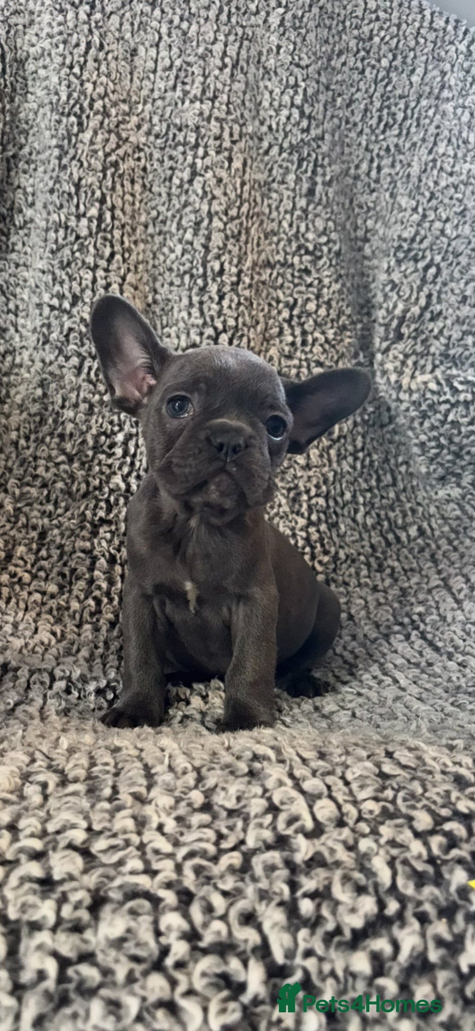 French Bulldog dogs French bulldog puppies  - Advert 11