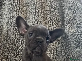 French Bulldog dogs French bulldog puppies - Advert 11