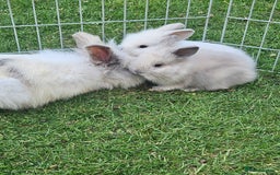 Lionhead rabbits for sale: Baby lionhead Rabbits-female ready to leave now  - Image 6