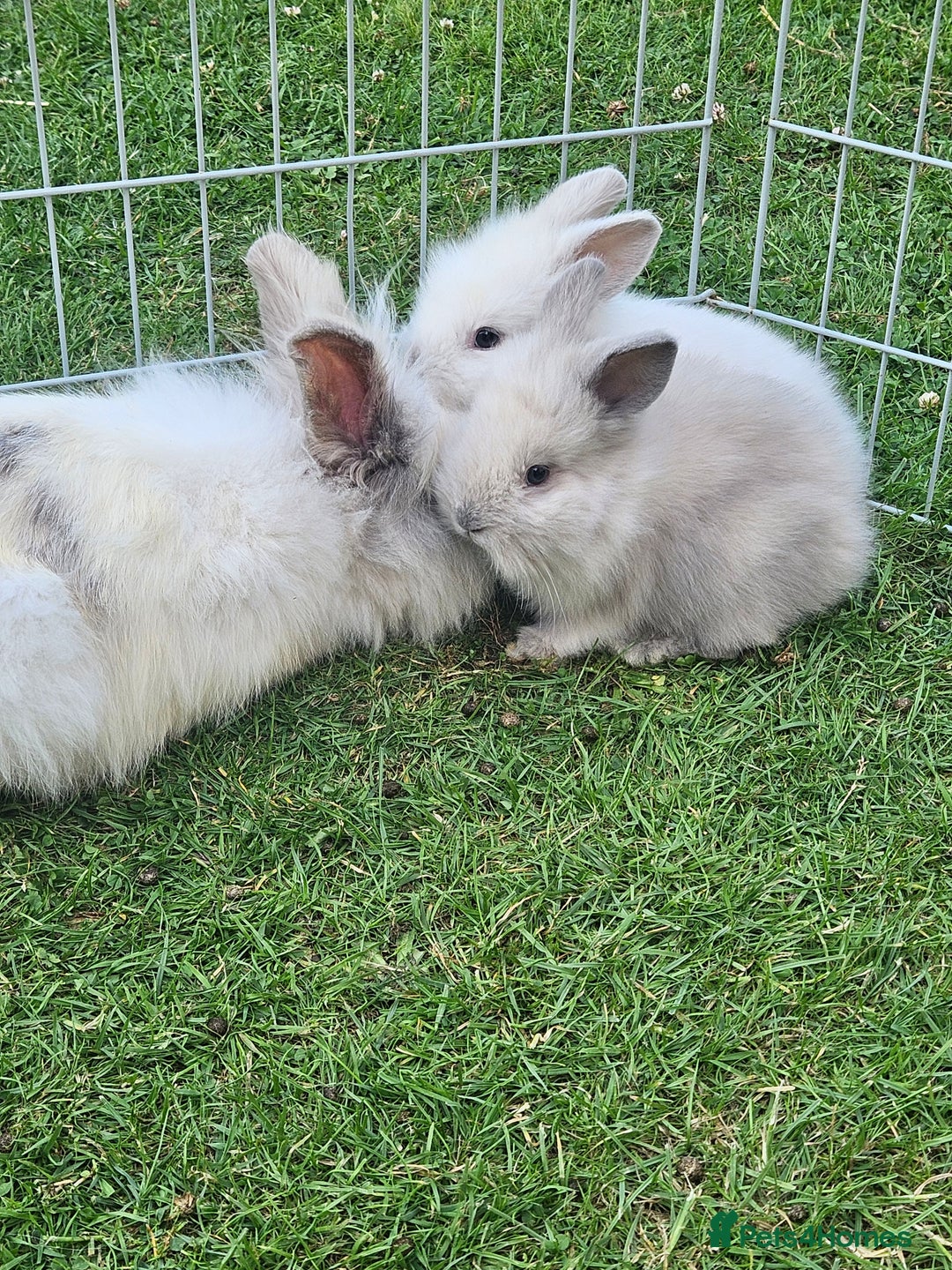 Lionhead rabbits for sale: Baby lionhead Rabbits-female ready to leave now  - Image 6