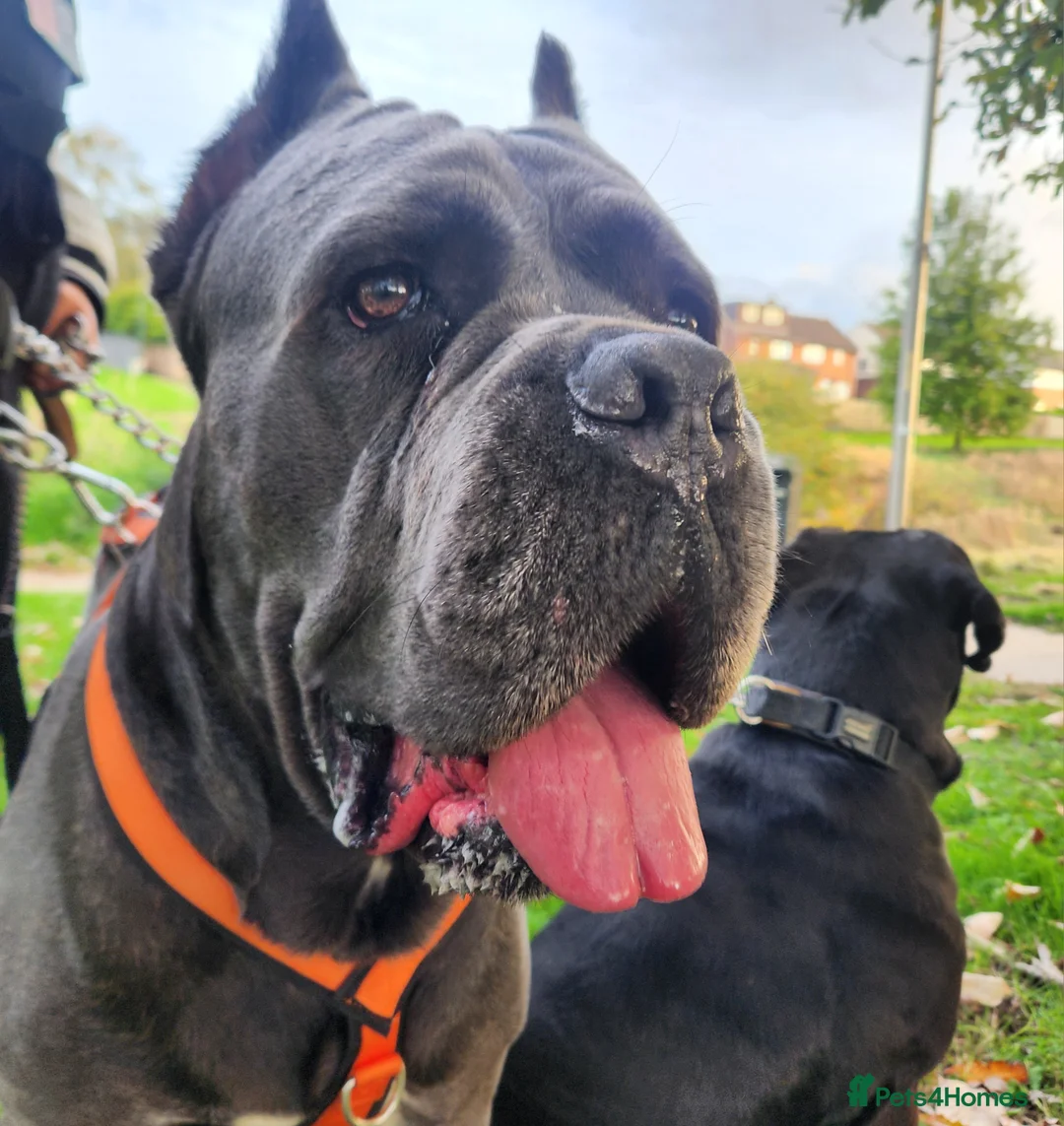 Cane Corso dogs for sale: Beautiful cane corso puppies - Advert 12