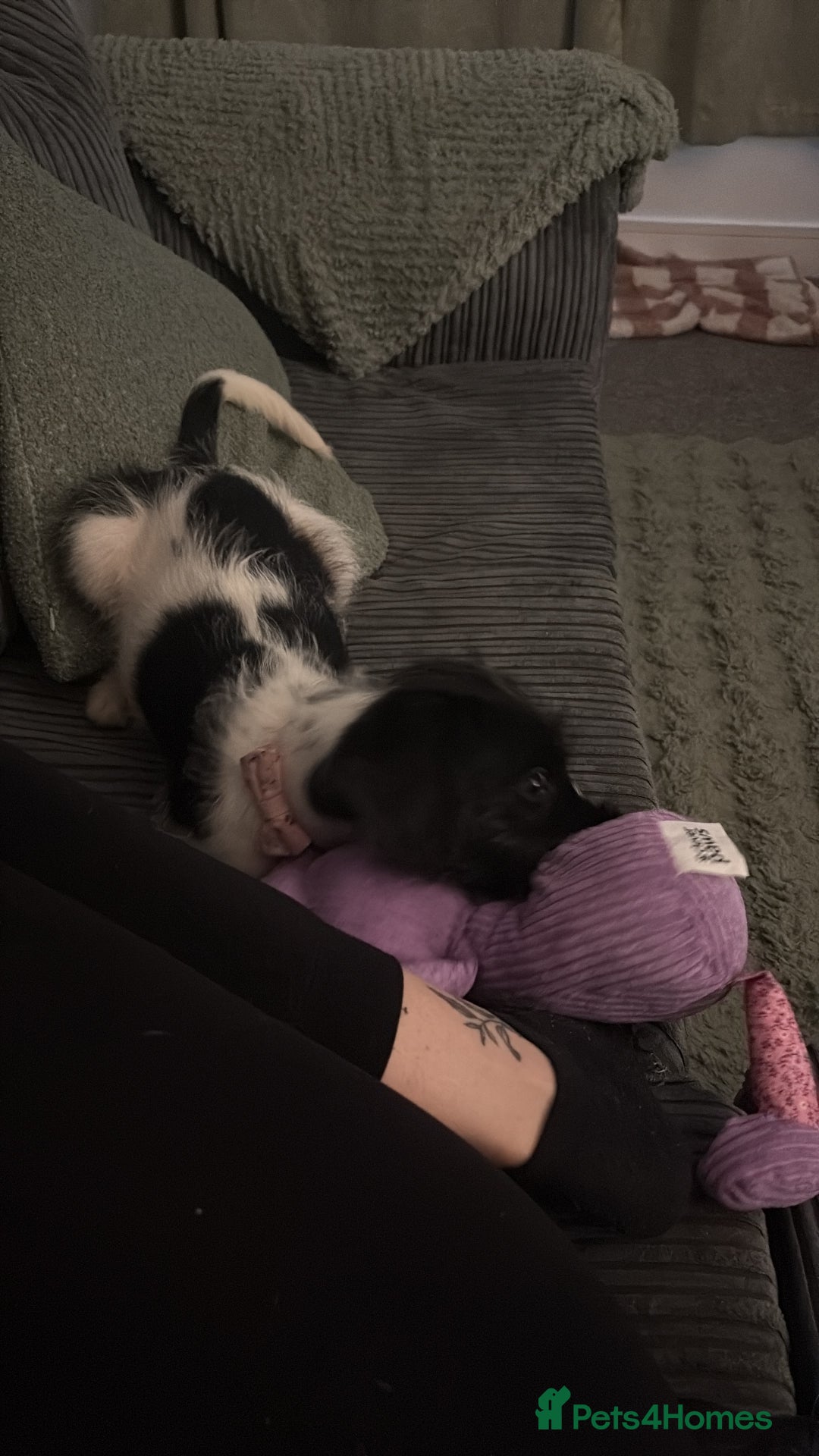 Mixed Breed dogs for sale: Cockerjack girl  - Advert 2