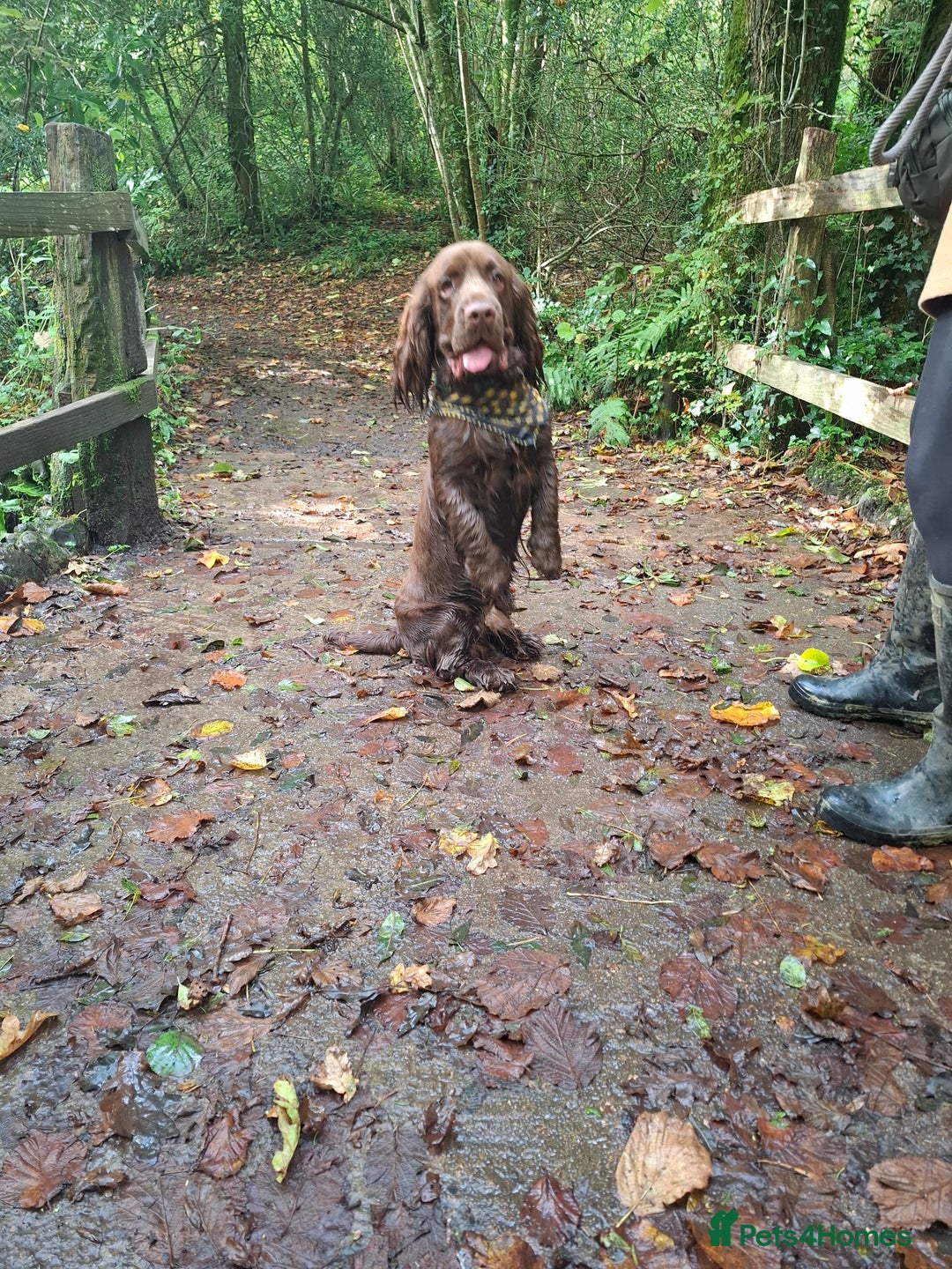 Sussex Spaniel dogs for sale: Sussex Spaniel Boy - Advert 3