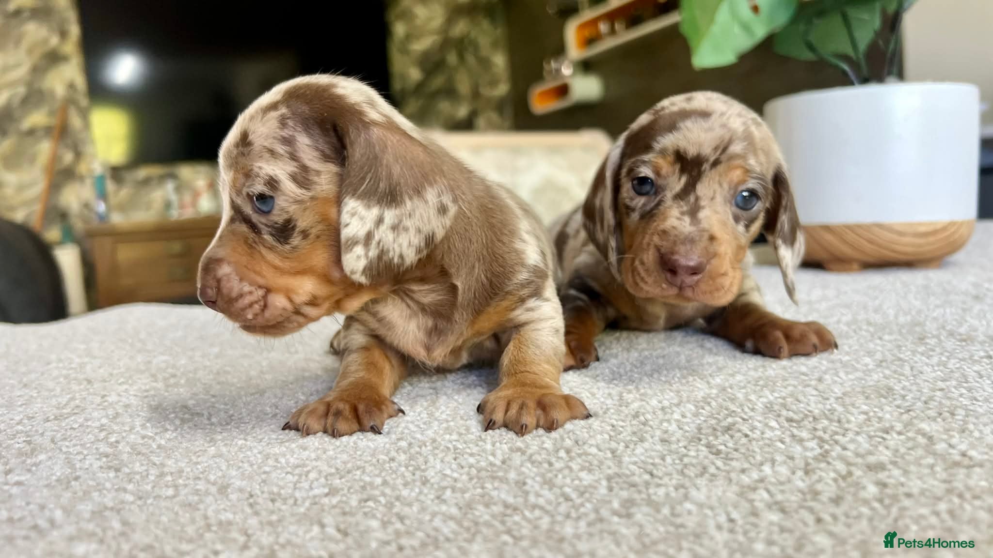Miniature Dachshund dogs KC Mini Dachshund Puppies – Dapple & Chocolate - Advert 14