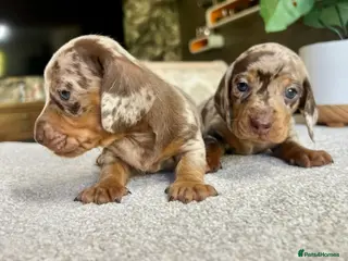 Miniature Dachshund dogs KC Mini Dachshund Puppies – Dapple & Chocolate - Advert 14
