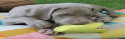 Weimaraner dogs for sale: Stunning puppies, one chuncky silver boy available - Advert 1