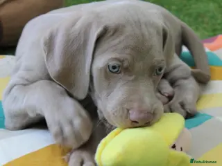 Weimaraner dogs Stunning pedigree puppies, London, ready 18 Sep - Advert 2