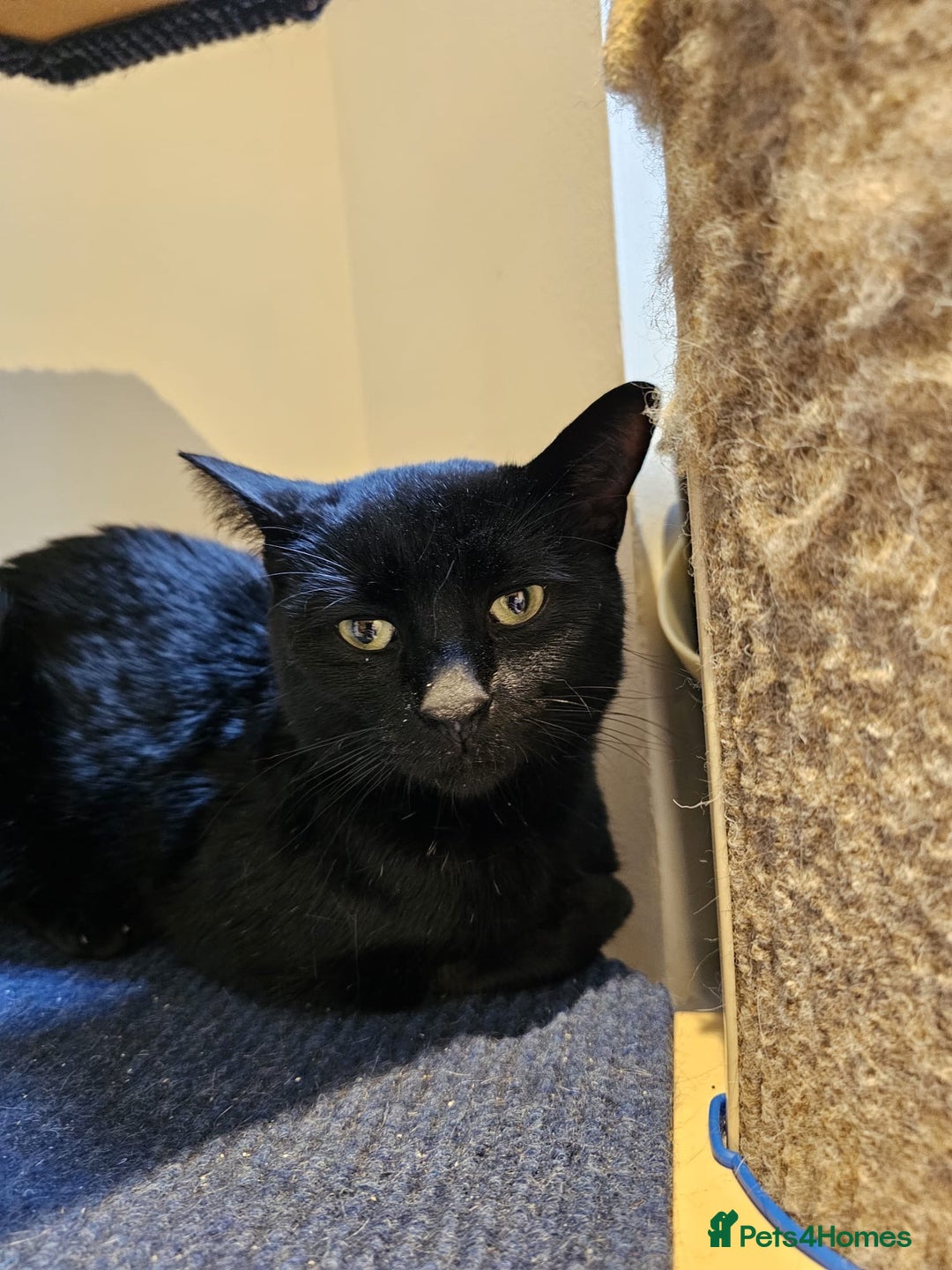 Mixed Breed cats for adoption: Ozzy deserves better  - Advert 5