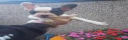 French Bulldog dogs for sale: 5 French bulldog puppies  in Boston - Advert 11