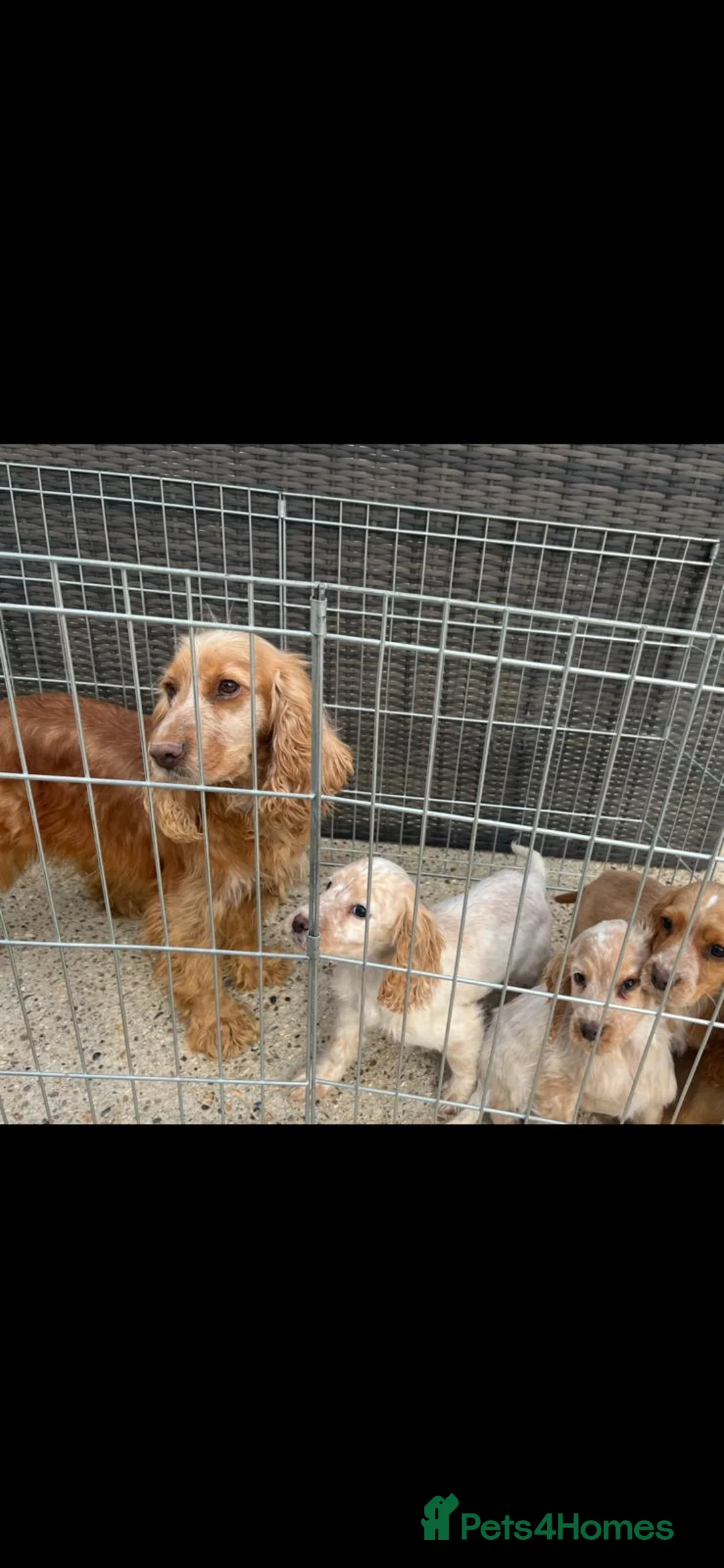 Cocker Spaniel dogs for sale: Show-Type Cocker-Spaniel Puppies - Advert 1