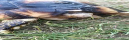 Tortoise reptiles for sale: Marginated tortoise in Swadlincote - Advert 2