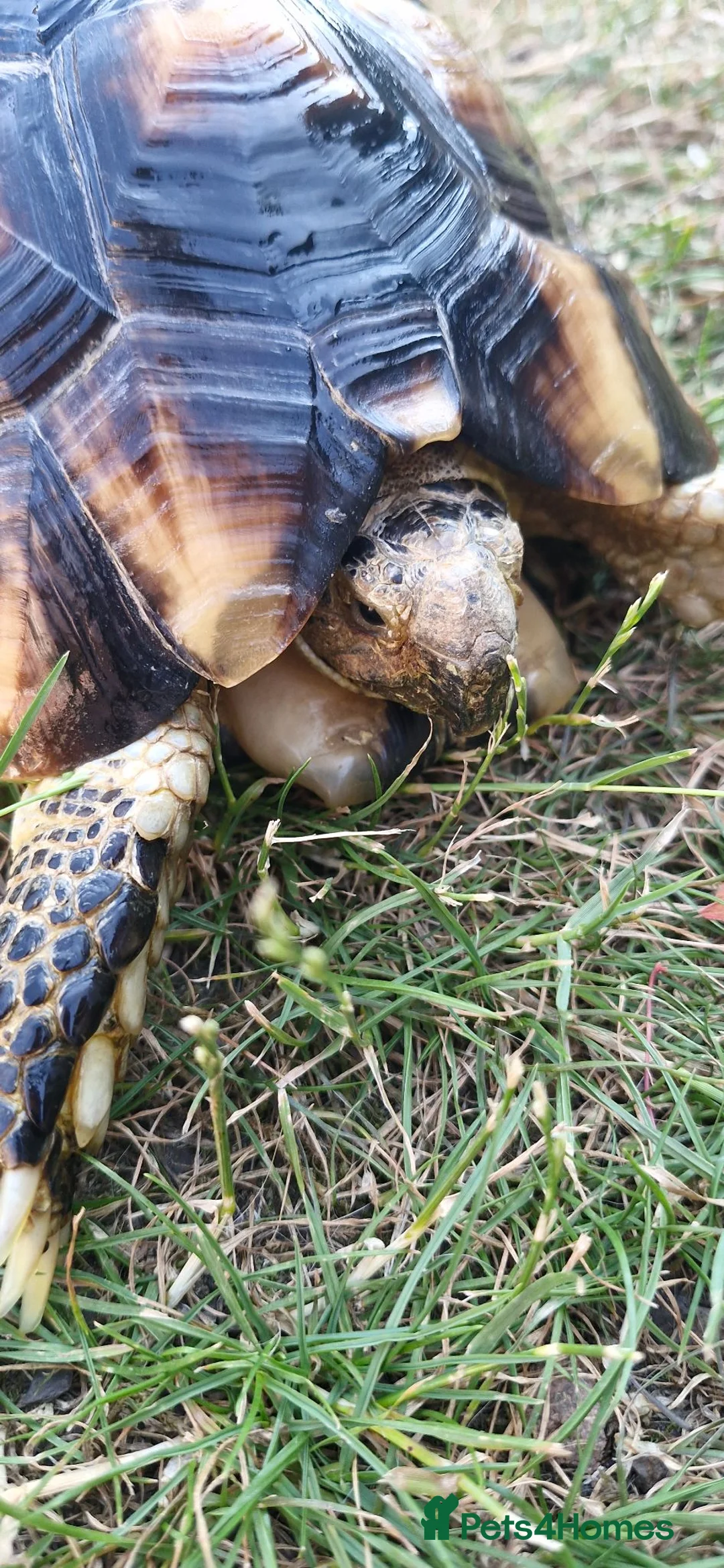 Tortoise reptiles for sale: Marginated tortoise in Swadlincote - Advert 2