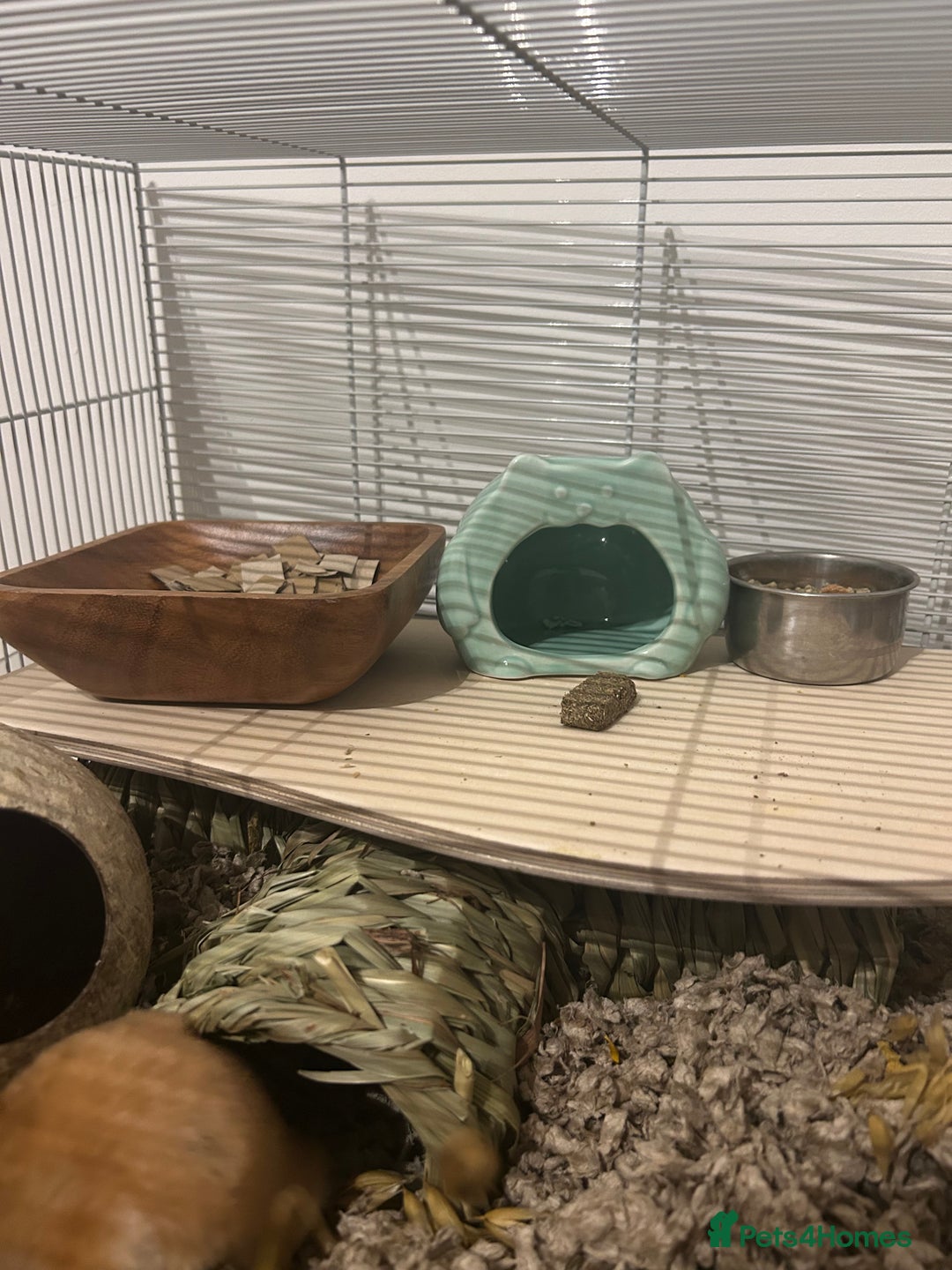 Hamster rodents for sale: Golden Syrian Hamster- Price includes everything! - Advert 7