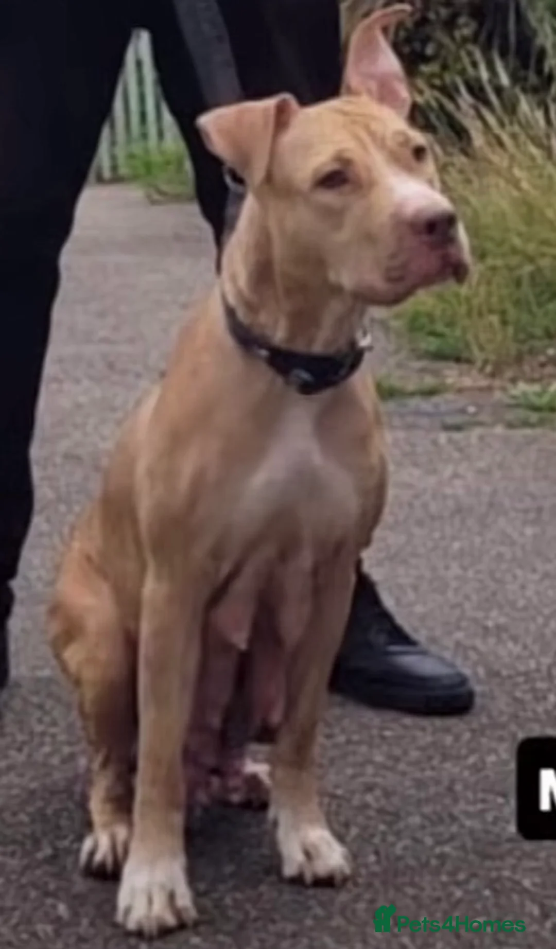 Mixed Breed dogs for sale:  Chunky Staffy x Cane Corso Puppies  - Advert 19