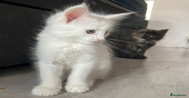Maine Coon cats - Advert 7