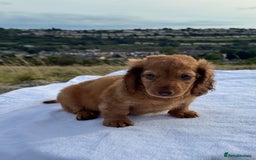 Miniature Dachshund dogs for sale: Last 2 long hair dachshund boys ready  - Image 4