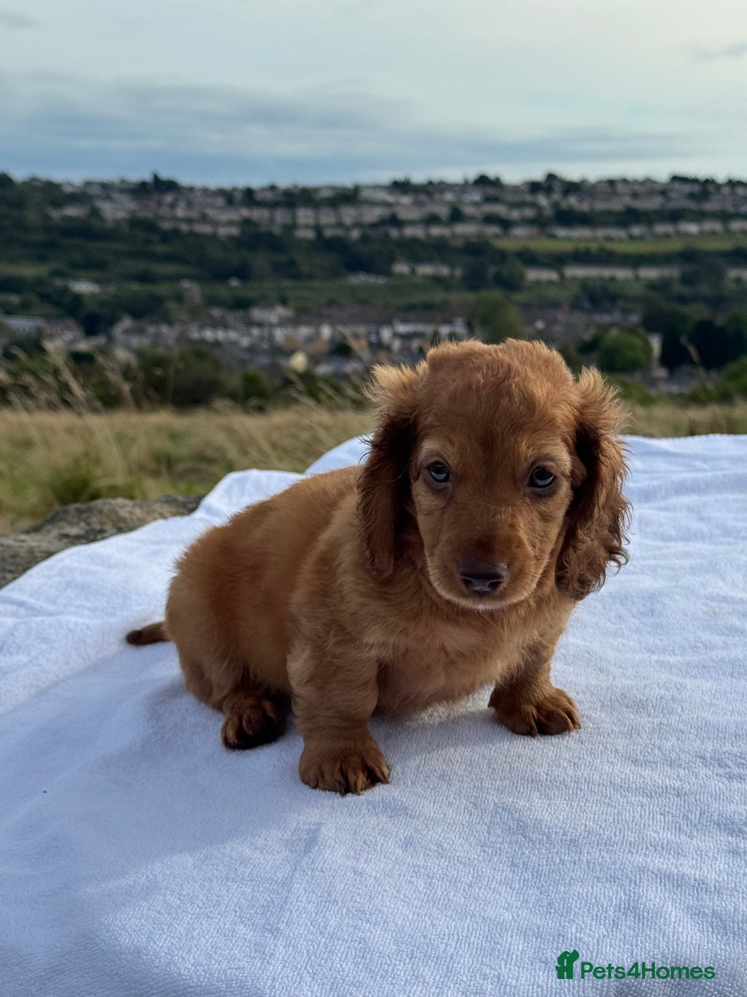 Miniature Dachshund dogs for sale: Last 2 long hair dachshund boys ready  - Image 4