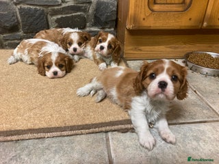 Cavalier King Charles Spaniel dogs Super KC blenheim pups - health tested parents - Advert 14