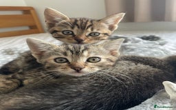 Munchkin cats for sale: Munchkin kittens - 2 left - Advert 18