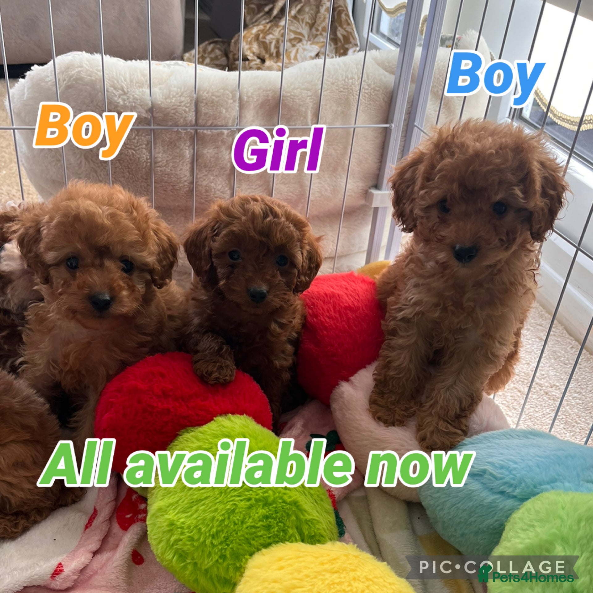 Cavapoo dogs Red Cavapoo pups - Advert 5