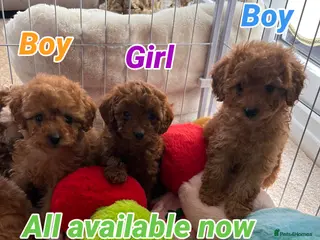 Cavapoo dogs Red Cavapoo pups - Advert 13