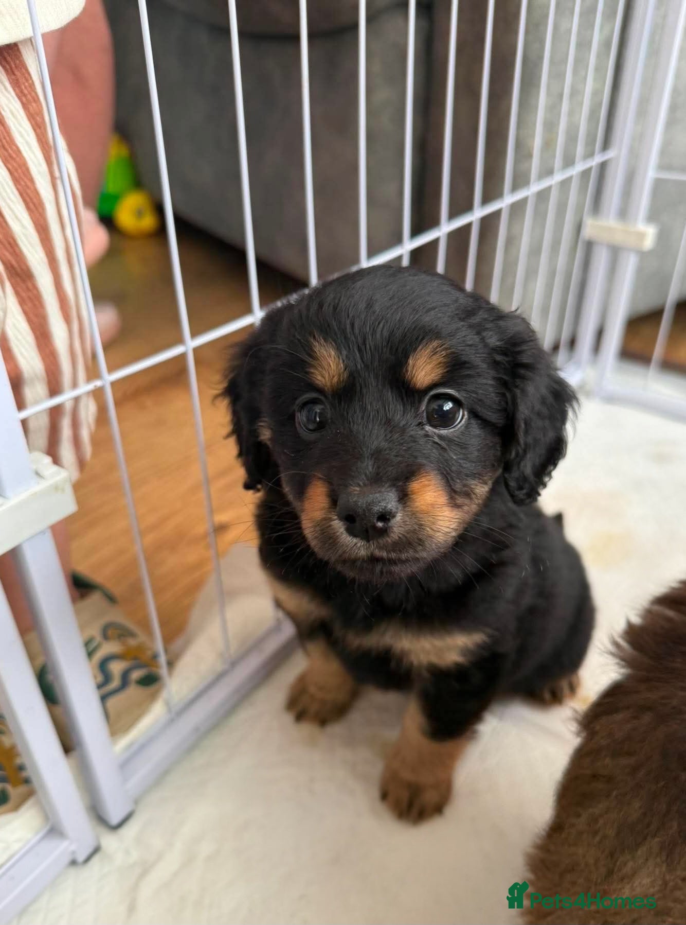 Mixed Breed dogs cute girl cockapomapoo puppy one left - Advert 13