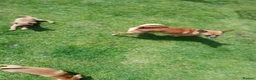 Mixed Breed dogs for sale: Beautiful Chipin puppies (Chihuahua x Pinscher) in Wisbech - Advert 11