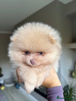 Pomeranian dogs - Advert 7