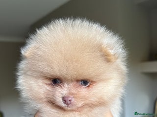 Pomeranian dogs - Advert 2