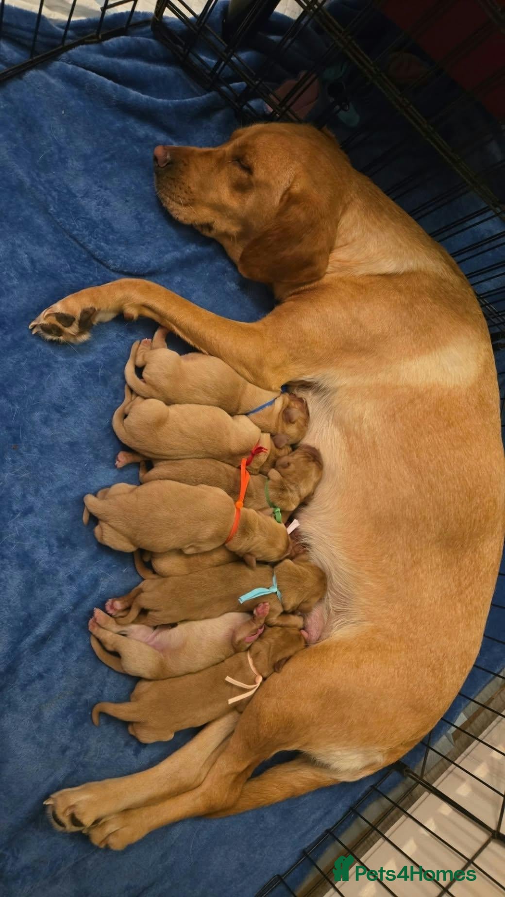 Labrador Retriever dogs Labrador Puppies 🐶  - Advert 1