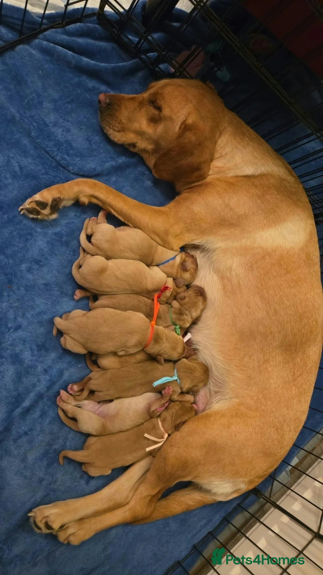 Labrador Retriever dogs for sale: Labrador Puppies 🐶  - Advert 1