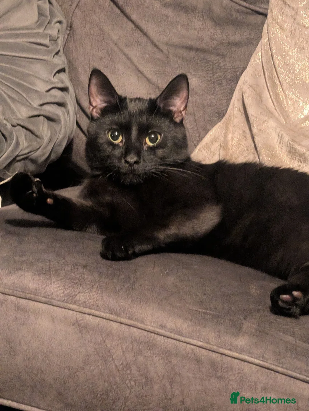 British Shorthair cats for sale: Selling my black cat due to moving  in Newark - Advert 2