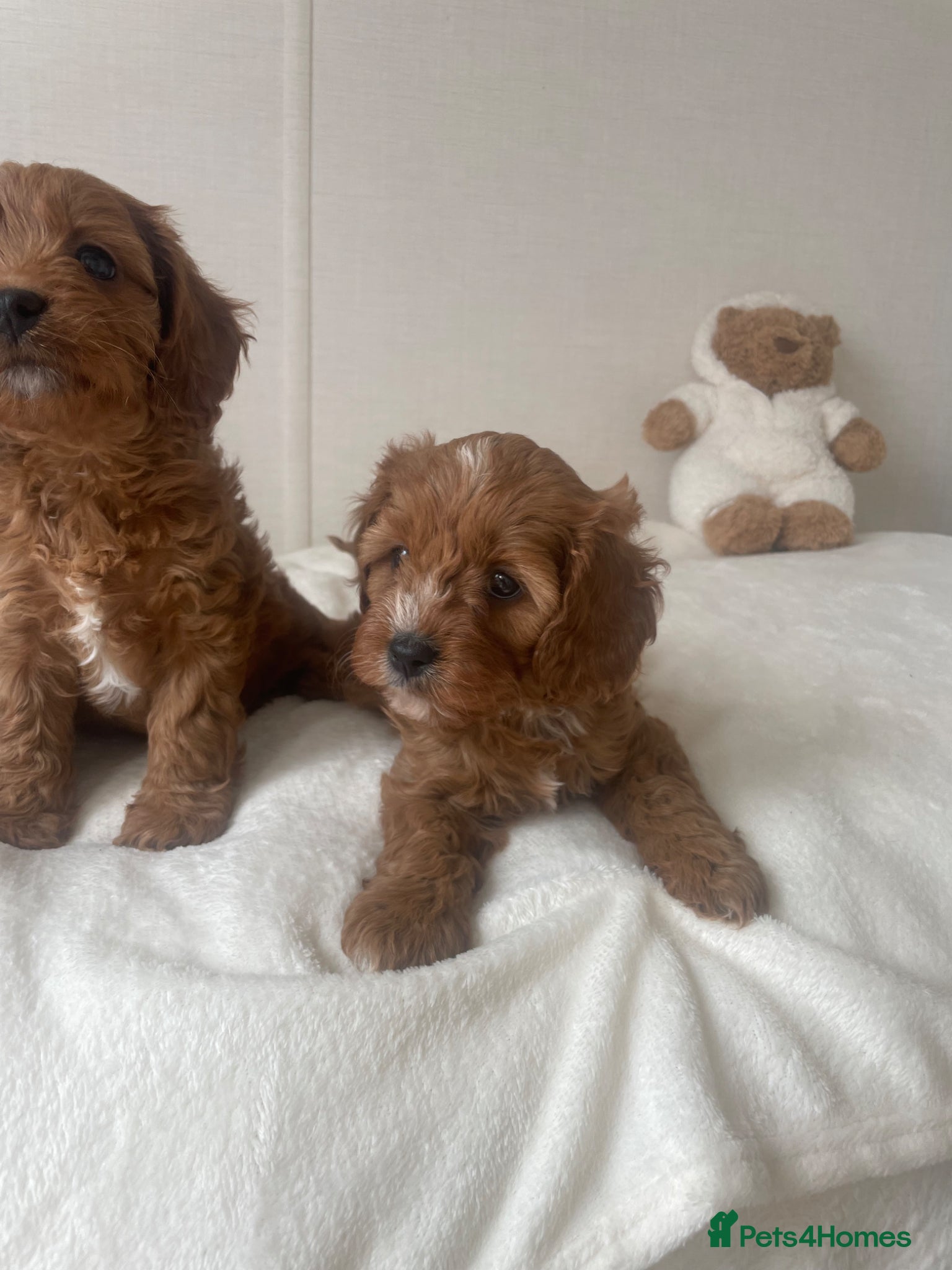 Cavapoo dogs Stunning  Cavapoo puppy  - Advert 18